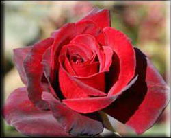 A picture of roses