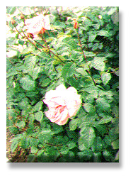 picture of roses