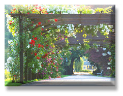 Tunnel of Roses at Baden Rose Festival